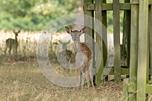 Fallow Deer Dama dama fawn
