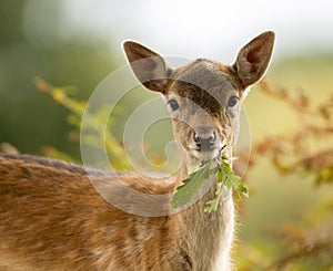 Fallow deer (Dama dama) fawn