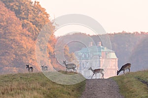 Fallow Deer, Dama dama, females and fawns crossing the dirt road in Dyrehave, Denmark. The Hermitage Palace out of focus photo