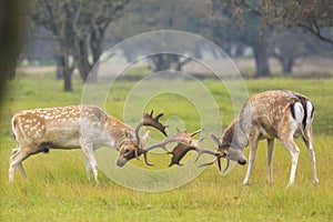 Giacere incolto cervo, battagliero durante solco stagione 