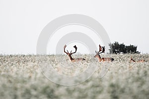 Fallow deer , Dama Dama during hot summer days in wild nature, usefull for magazines,articles