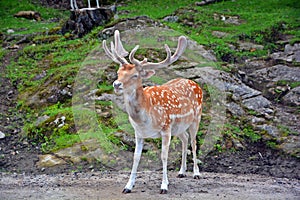 The fallow deer Dama dama i