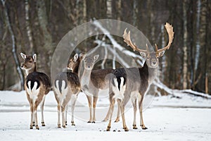 Fallow Deer, Dama dama, majestic adult animal in winter forest, Belarus. Small herd of fallow deers Dama dama .A group of Fallo photo