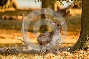 Fallow Deer, Dama dama, Male with antlers in beautiful golden light in autumn forest in Dyrehave, Denmark.