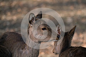 The fallow deer, Dama dama, is a ruminant mammal