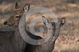 The fallow deer, Dama dama, is a ruminant mammal
