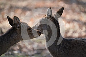 The fallow deer, Dama dama, is a ruminant mammal