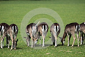 The fallow deer, Dama dama is a ruminant mammal photo