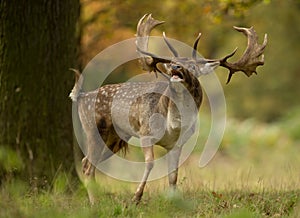 Fallow deer (Dama dama) during the rut photo