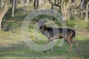 Fallow deer Dama dama in rutting season in  the forest of Amsterdamse Waterleidingduinen in the Netherlands. Green
