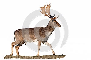 Fallow deer, dama dama, stag with antlers isolated on white