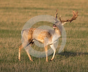 Fallow Deer Dama dama Stag in morning light photo