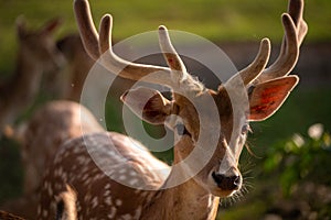 The fallow deer Dama dama to the family Cervidae. Head of a male deer. Cervus elaphus. Male