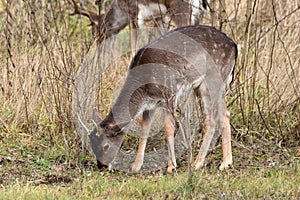 fallow-deer Dama dama - the young male with little antlersa species of mammal from the deer family.  males grazing in the meadow