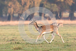 Fallow Deer, Dama dama, female running on the grass in Dyrehave, Denmark. photo