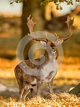 Fallow Deer, Dama dama, Male with antlers in beautiful golden light in autumn forest in Dyrehave, Denmark. photo