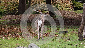 The fallow deer, Dama mesopotamica is a ruminant mammal