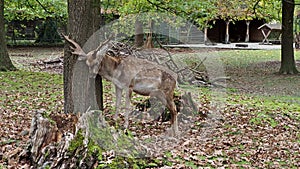 The fallow deer, Dama mesopotamica is a ruminant mammal