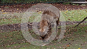 The fallow deer  Dama mesopotamica is a ruminant mammal