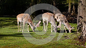 The fallow deer, Dama mesopotamica is a ruminant mammal