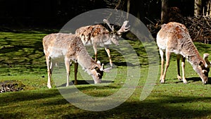 The fallow deer, Dama mesopotamica is a ruminant mammal