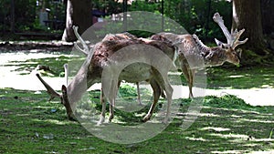 The fallow deer, Dama mesopotamica is a ruminant mammal