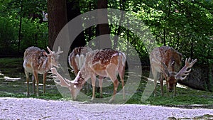 The fallow deer, Dama mesopotamica is a ruminant mammal