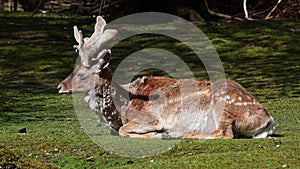 The fallow deer, Dama mesopotamica is a ruminant mammal