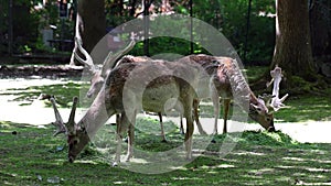 The fallow deer, Dama mesopotamica is a ruminant mammal