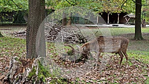 The fallow deer, Dama mesopotamica is a ruminant mammal