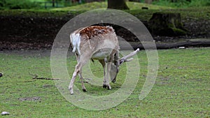 The fallow deer, Dama mesopotamica is a ruminant mammal