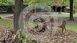 The fallow deer, Dama mesopotamica is a ruminant mammal