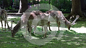 The fallow deer, Dama mesopotamica is a ruminant mammal