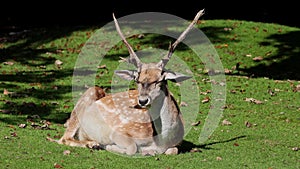 The fallow deer, Dama mesopotamica is a ruminant mammal