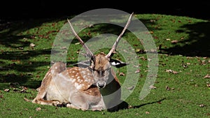 The fallow deer, Dama mesopotamica is a ruminant mammal