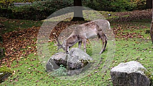 The fallow deer, Dama mesopotamica is a ruminant mammal