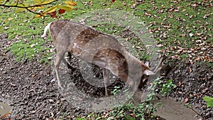 The fallow deer, Dama mesopotamica is a ruminant mammal