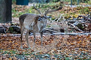 The fallow deer, Dama mesopotamica is a ruminant mammal photo