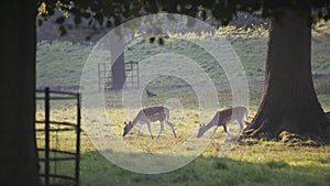 Fallow deer Dama dama in a park