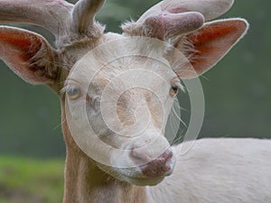 Fallow deer portrait in the wild