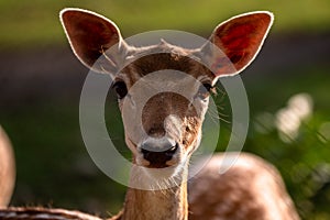 The fallow deer Dama dama to the family Cervidae. Head of a male deer. Cervus elaphus. Female photo