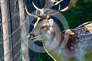 Fallow deer in dappled sunlight looking to the left side