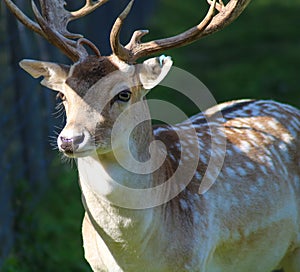 Fallow deer in dappled sunlight looking to the left side