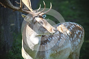 Fallow deer in dappled sunlight looking to the right side