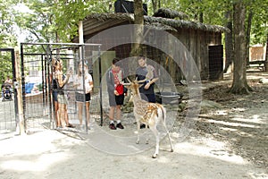 feeding time, with people friends for the Fallow deers, in deer forest SOUTHWICKS ZOO, Mendon ma