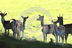 Fallow deer on a deer park in daventry