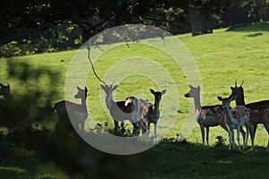 Fallow deer on a deer park in daventry