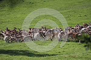 Fallow deer on a deer park in daventry