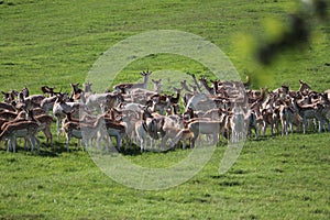 Fallow deer on a deer park in daventry