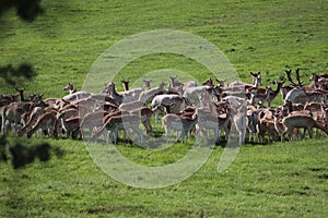 Fallow deer on a deer park in daventry